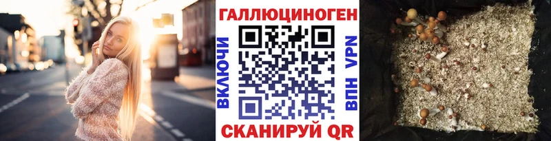 Псилоцибиновые грибы Cubensis  Шагонар 